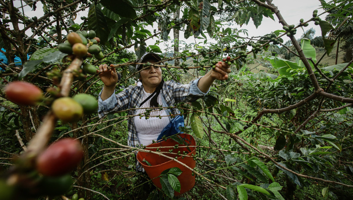 气候变暖影响咖啡豆产量，雀巢将投资10亿瑞士法郎用于咖啡可持续种植