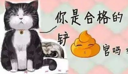 一切向钱看，小家电企业把猫狗当金主