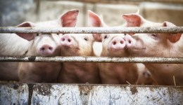 直通部委 | 国家发改委研究做好生猪市场保供稳价工作 11月快递业务量完成103.5亿件