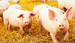 猪价持续下行，养殖企业出栏提速，2023年如何看待？