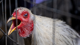 西班牙英国现哺乳动物感染禽流感，意味着什么？