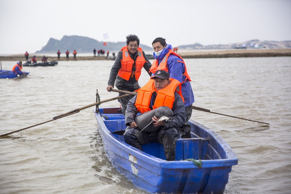 【图集】鄱阳湖江豚再搬家，“水中大熊猫”仅剩千头