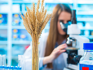 准许进口转基因面粉后，巴西又批准了转基因小麦种植与销售