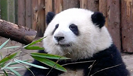 大熊猫“一夜成名”，离不开文体行业多年深耕？