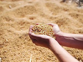 阿根廷高温大豆减产影响豆粕豆油市场，对国内影响几何？
