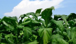 中国烟草种植面积超100万公顷，但转产势在必行