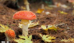 蘑菇中毒进入高发季节，湖南疾控发布红色预警