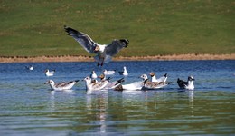 地方新聞精選 | 三江源國家公園回應鳥類非正常死亡 鄱陽湖面積今年首破2000平方公里