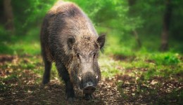 新版国家“三有动物”名录公布，野猪正式被除名