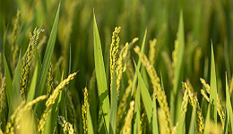 黑龙江大米产地五常遭受洪灾，农户：稻田完全被水盖住