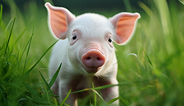 海大集团半年报营收创新高，饲料业务回暖但养猪业务仍在亏损