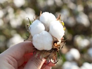 IPO雷達 | 晨光生物旗下新疆晨光沖北交所：研發費用率不足0.1%，實控權或不穩