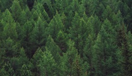 林业碳汇将铺开，权益保障和监管情况如何？听听法学家怎么说