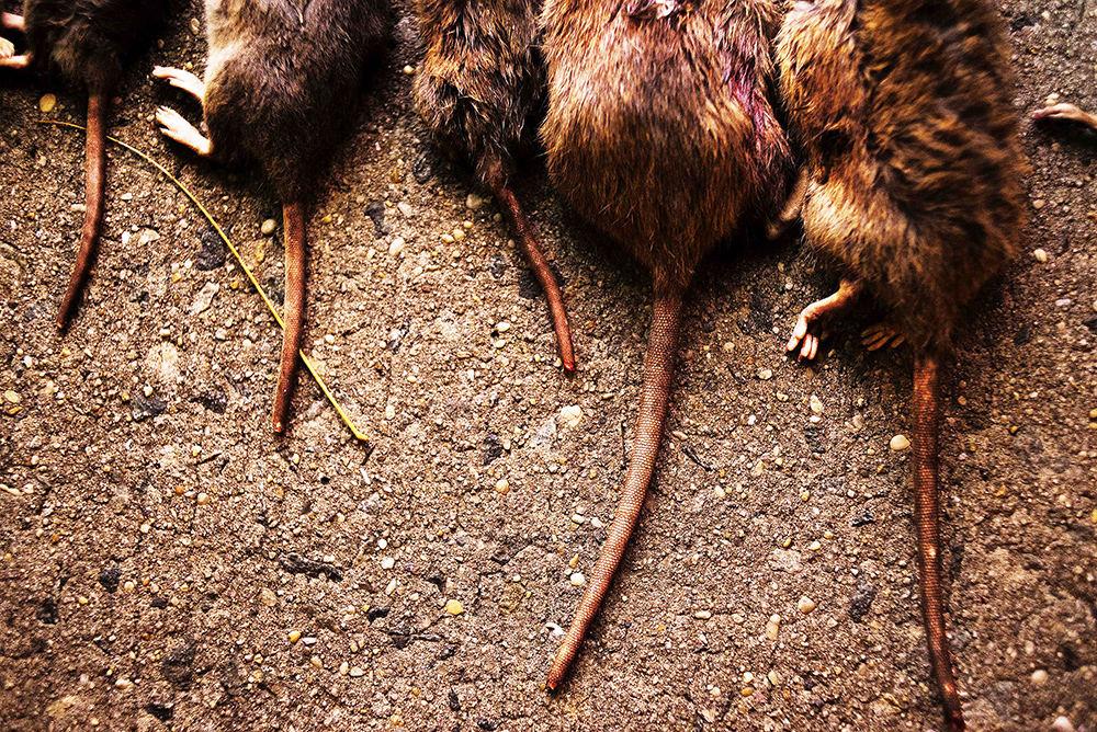 【图集】与鼠共存？纽约老鼠数量或已增长至300万只
