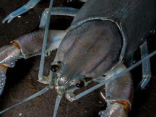 国产澳洲淡水龙虾来了，小龙虾产能过剩有救了？
