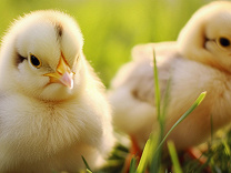 金股挖掘 | 鸡周期拐点临近，这家禽类养殖公司能否抓住机遇重回估值巅峰？