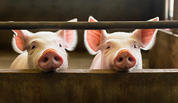 猪周期拐点将至？猪价一个月涨10%，上市猪企3月销售报喜，牧原卖超540万头
