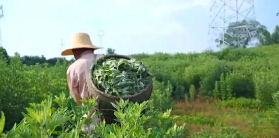 管家婆马报图今晚