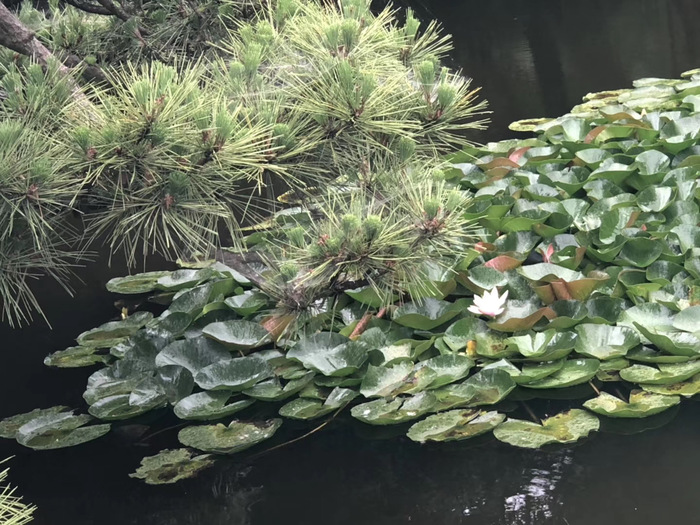 花开之处，便是故地 · 旅行