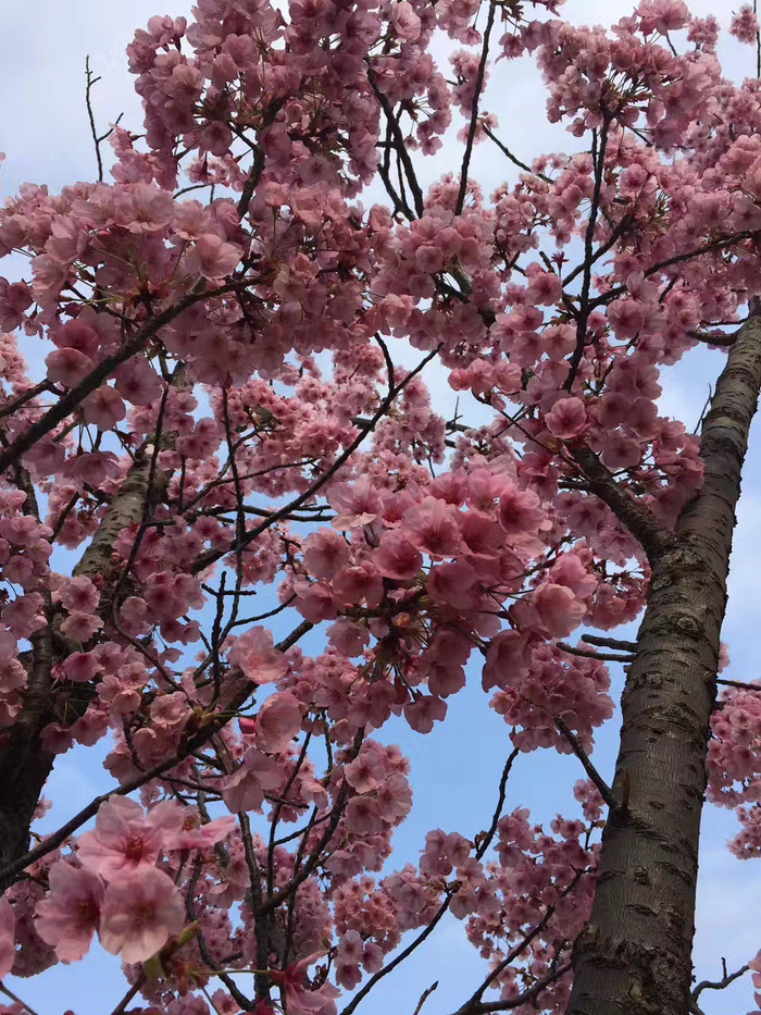 花开之处，便是故地 · 旅行