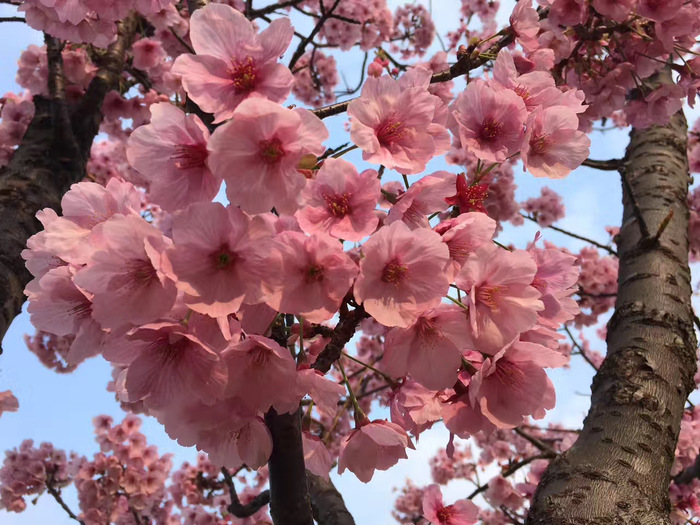 花开之处，便是故地 · 旅行