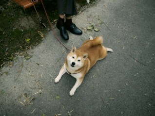 狗狗也有方言，當AI開始翻譯動物語言