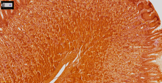 https://img1.jiemian.com/101/original/20250619/import_1750318048950620170015_a700xH.png