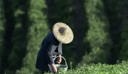 八马茶业，摔了个大跟头