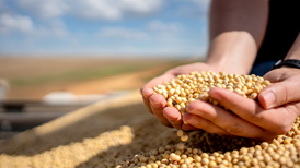 三艘货轮已驶往美国码头，将装载对华出口的大豆和高粱