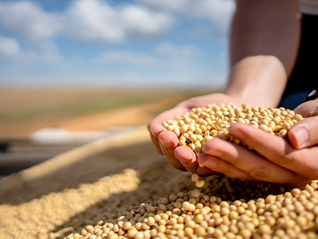 三艘货轮已驶往美国码头，将装载对华出口的大豆和高粱