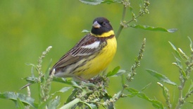 地方新闻精选 | 湖北警方打掉54人非法捕杀候鸟团伙 四川拟禁止或限制在公共场所吸烟