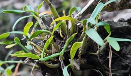 安徽霍山长出百亿“仙草”产业 | 城市观察家