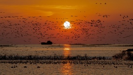 地方新闻精选 | 鄱阳湖流域三人毒杀候鸟被抓 江苏溧阳通报演员名单照搬百度文库