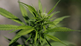 借“缉毒”打击委内瑞拉之际,白宫拟大幅放宽美国大麻限制