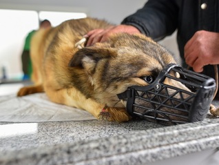 去年国内狂犬病发病及死亡数创五年内新高