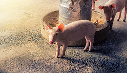 生猪市场明年预计转暖，畜牧养殖ETF(516670)反弹势头不减