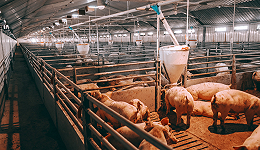 第三批中央猪肉收储工作将启动，畜牧养殖ETF(516670)放量大涨1.66%，新五丰、巨星农牧、晓鸣股份领涨
