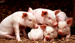 猪价跌入历史冰点，生猪养殖困境何时迎转机？