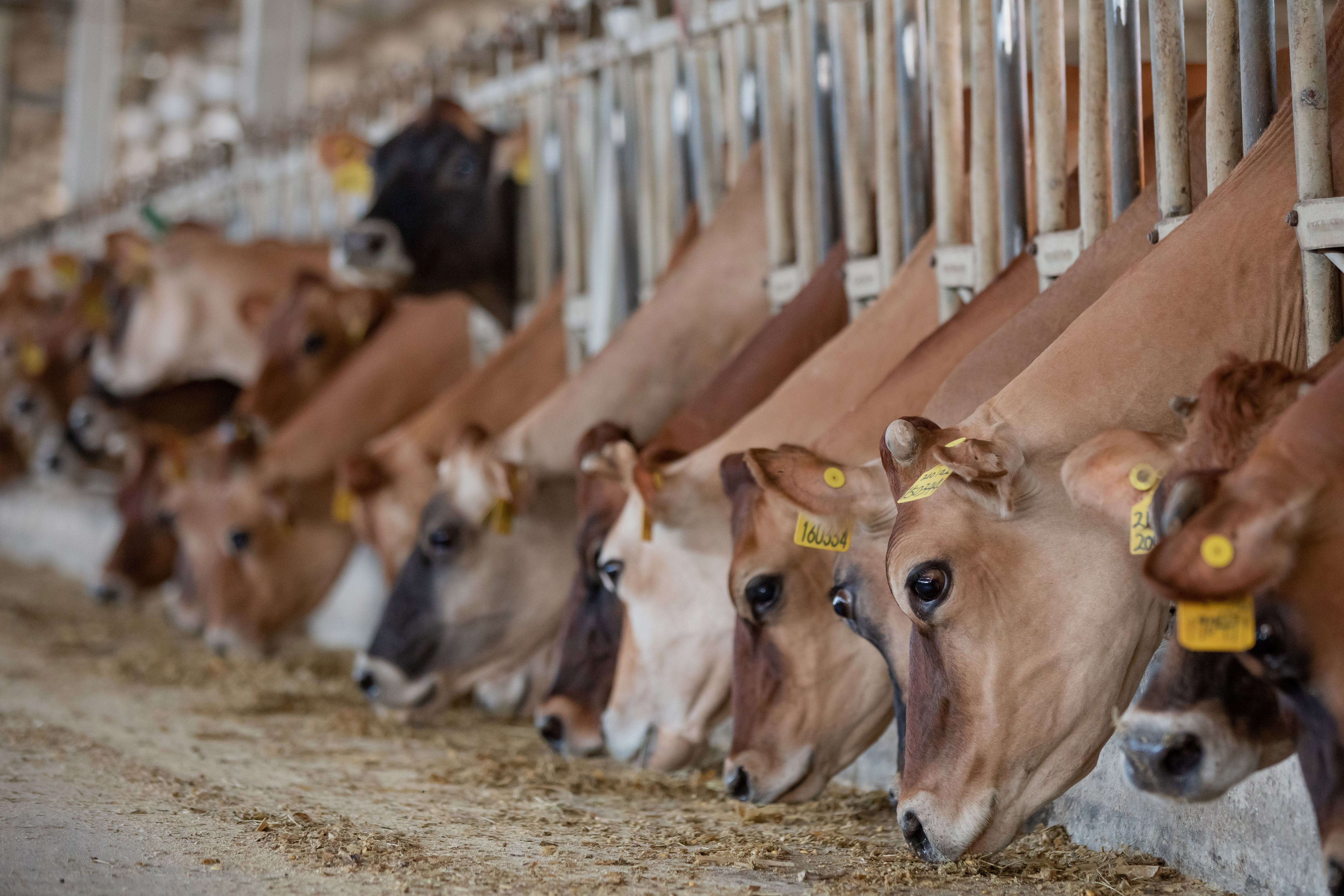 辉山奶粉奶源100%来自规模化自营牧场.jpg 辉山奶粉奶源100%来自规模化自营牧场.jpg