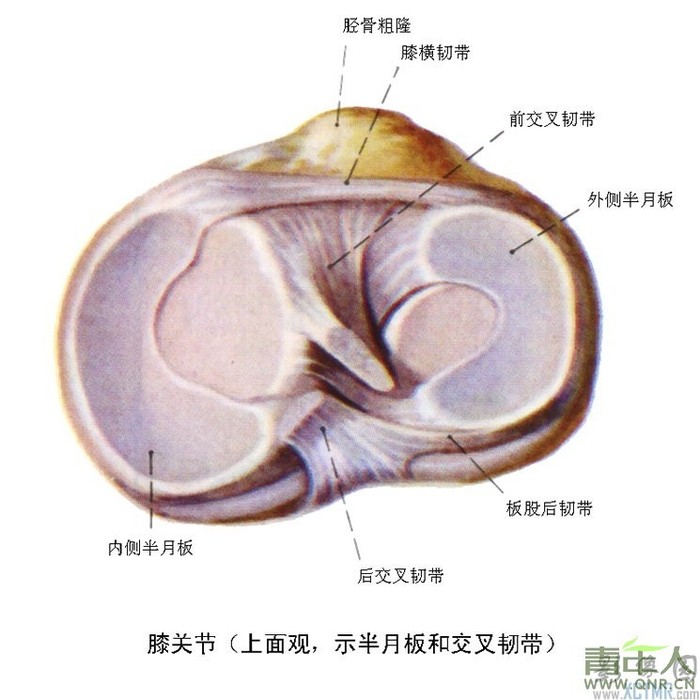 板股韧带示意图图片