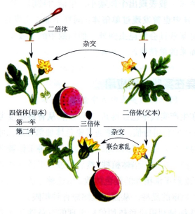 最高225米,巨人稻堪称水稻界姚明