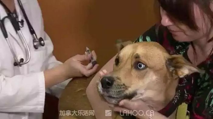 造成上百人死亡的犬流感入侵加拿大 人畜极易传染 界面新闻 Jmedia