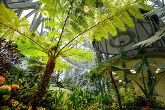 【视频】热带雨林搬进城市,亚马逊新总部是三