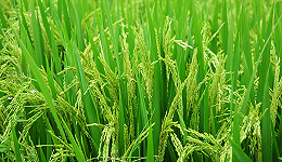 碧桂园投资第三代杂交水稻 又一家大型房企进军农业领域