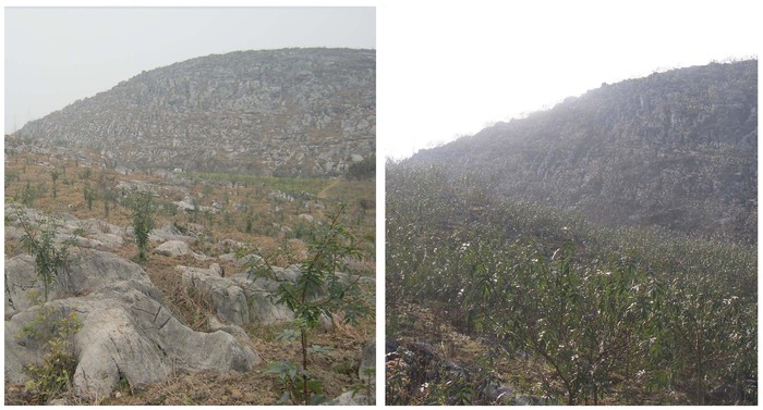 酉阳地区石漠化治理前(左)和治理后对比