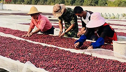 云南咖啡之困：产业全国第一，却捧着金饭碗讨饭
