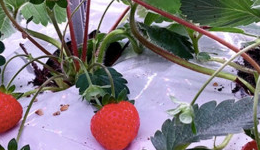 被垂直农业巨头Plenty、Bowery Farming盯上的设施草莓，是噱头还是新风口？