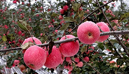 农村果农的甜与苦：困在八亩苹果园，套一个袋子六分钱