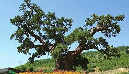 陕西被误解太深了：今天，5棵5000年古树来正名