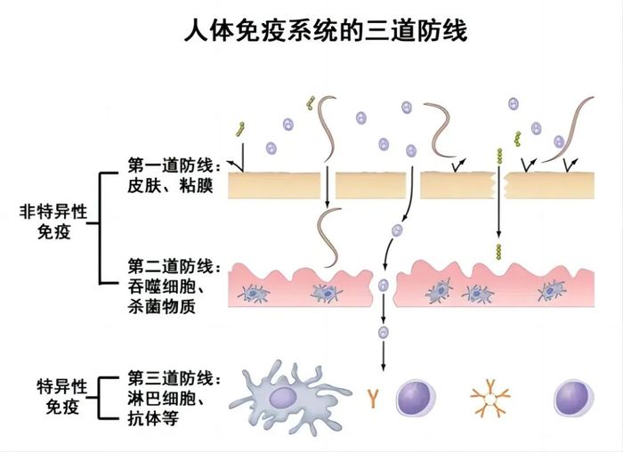 管家婆马报图今晚